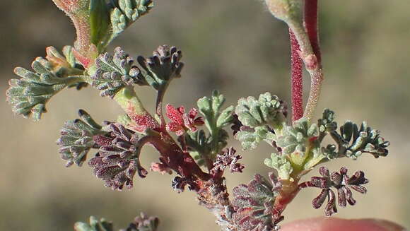 Pelargonium abrotanifolium (L. fil.) Jacq. resmi