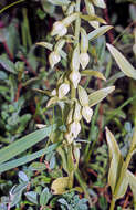 Image of Green-Flowered Helleborne