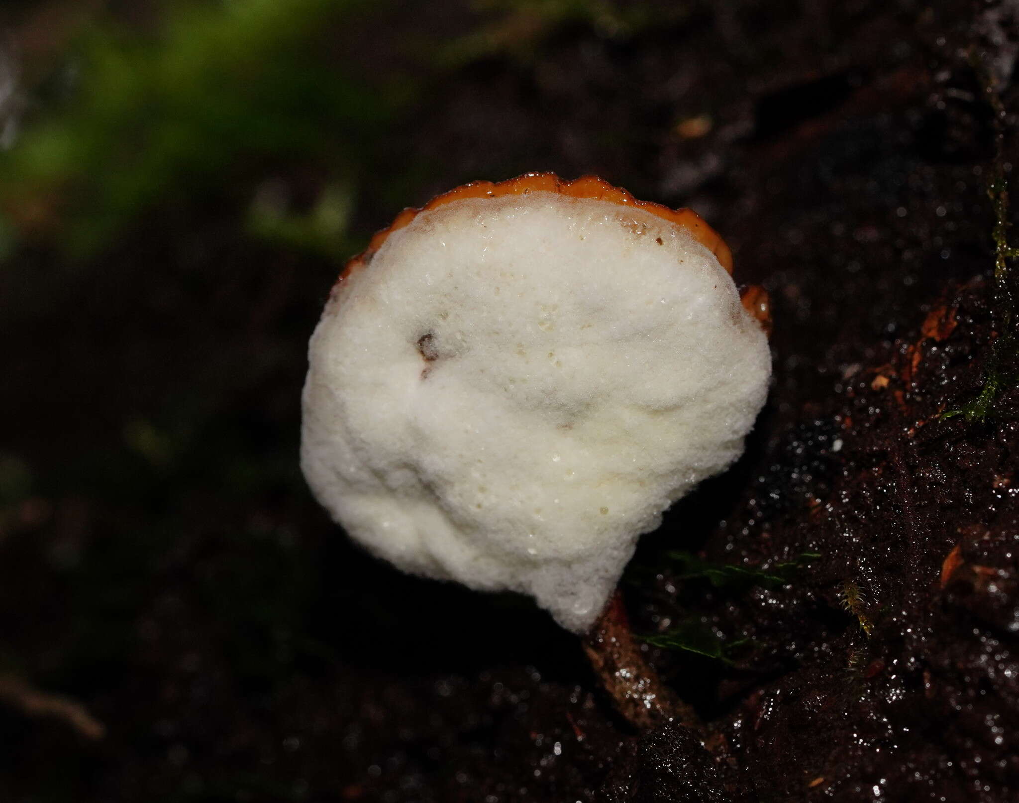 Image de Polyporus gayanus Lév. 1846