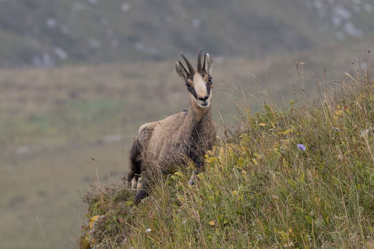 <i>Rupicapra rupicapra caucasica</i>的圖片