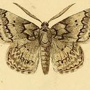 Image of <i>Pseudoterpna corsicaria</i> Rambur 1833