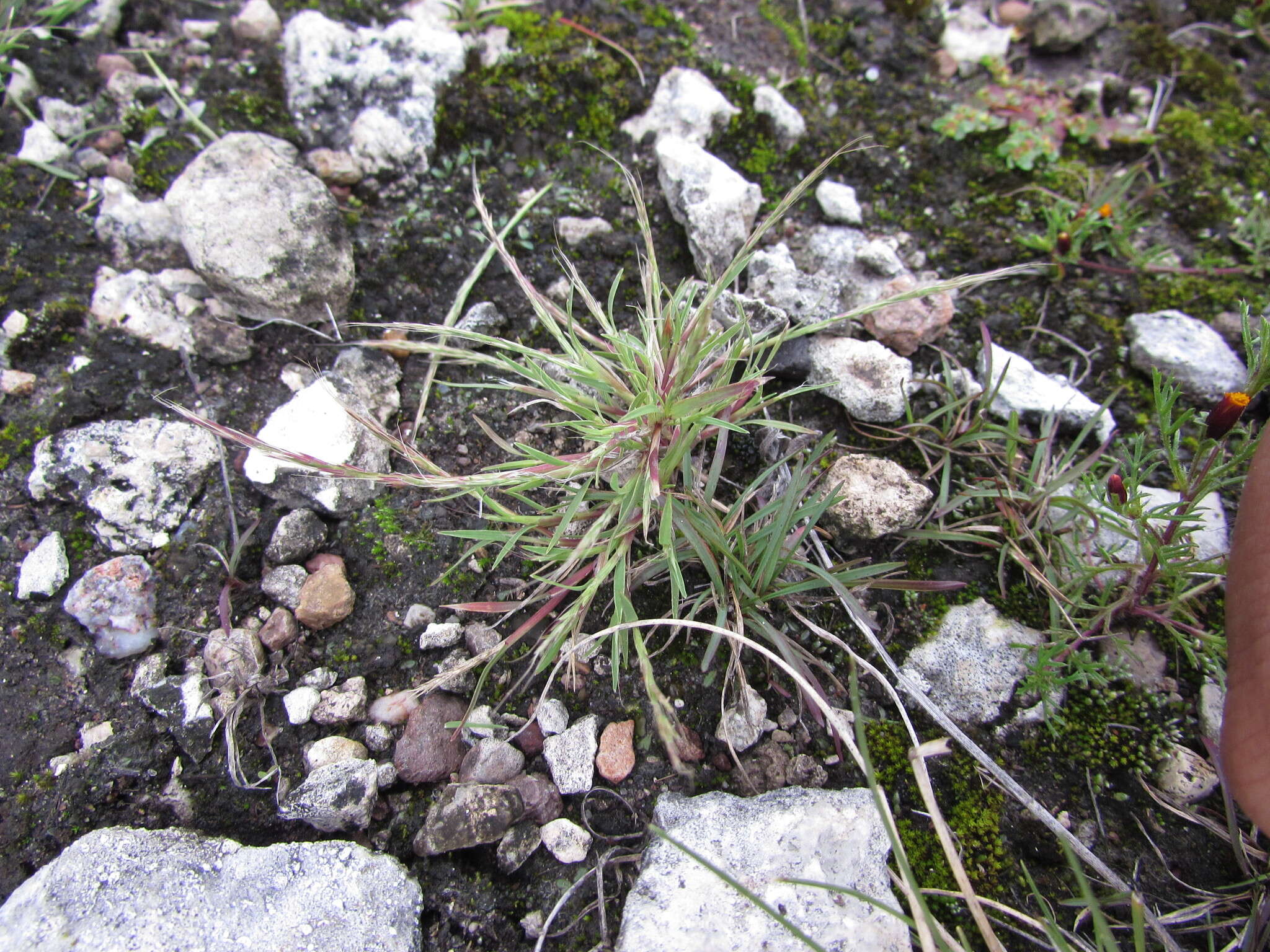 Plancia ëd Muhlenbergia depauperata Scribn.