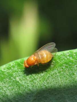 Imagem de Sapromyza rotundicornis Loew 1863