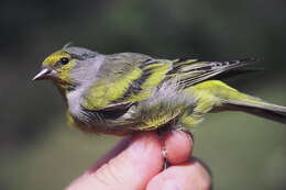 Image of Alpine Citril Finch