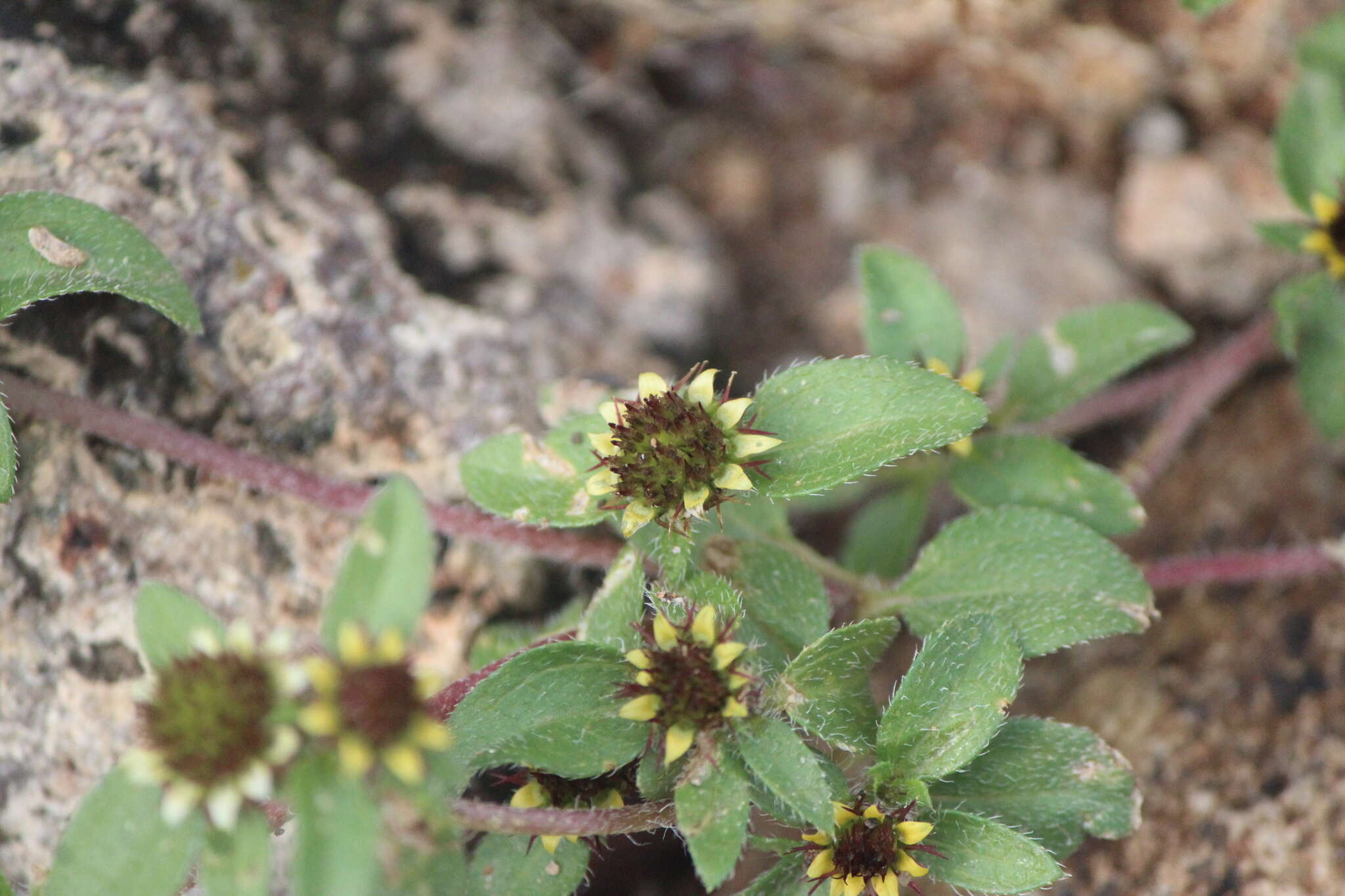 Imagem de Sanvitalia angustifolia Engelm. ex A. Gray