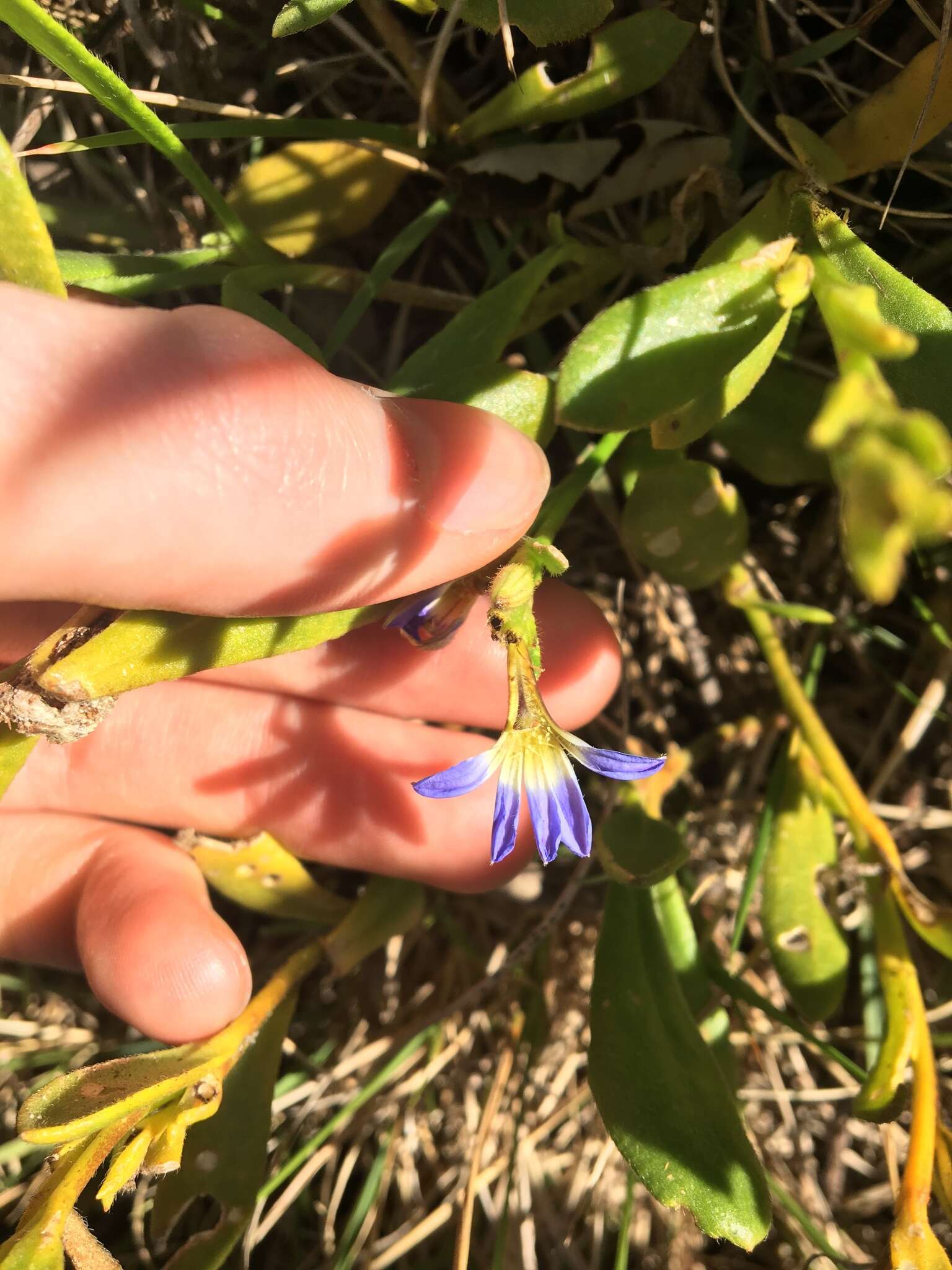 Image of Scaevola calendulacea (Kenn.) Druce