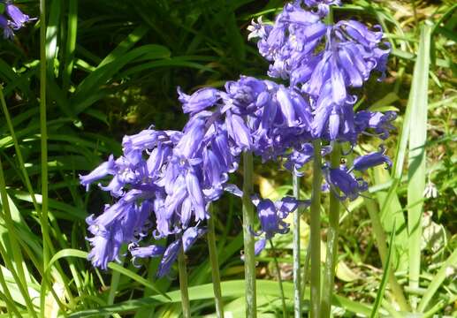 Image of Common Bluebell