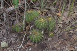 Echinopsis calochlora K. Schum. resmi