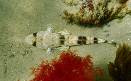 Image of Bass flathead