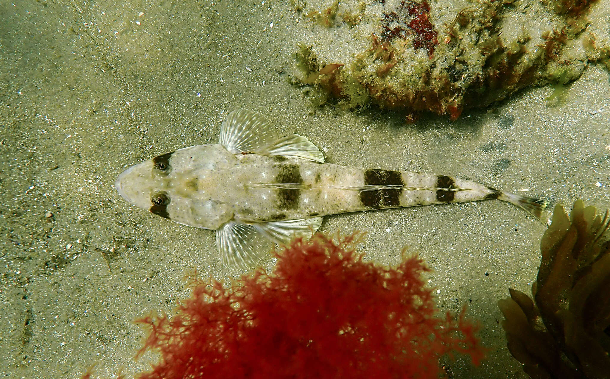 Слика од Platycephalus bassensis Cuvier 1829