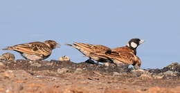 Eremopterix leucotis (Stanley 1814) resmi