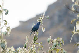 صورة Xenodacnis Cabanis 1873