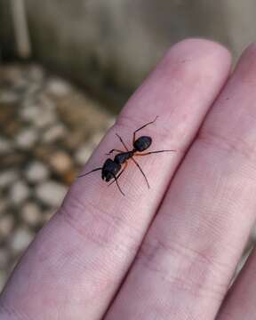 Image of Camponotus renggeri Emery 1894