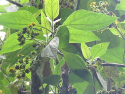 Image of Smallanthus pyramidalis (Triana) H. Rob.