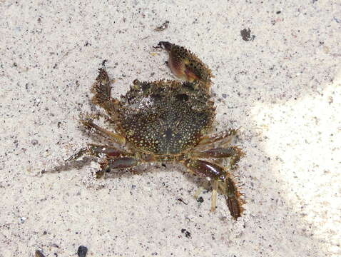 Image of Yellow Round Crab