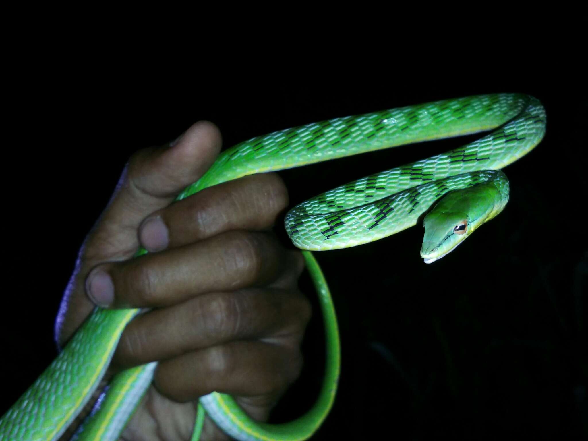 Image of Malayan Vine Snake