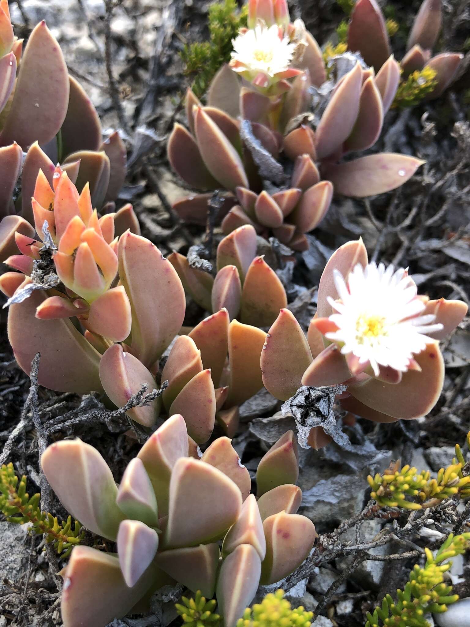 Imagem de Delosperma litorale (Kensit) L. Bol.