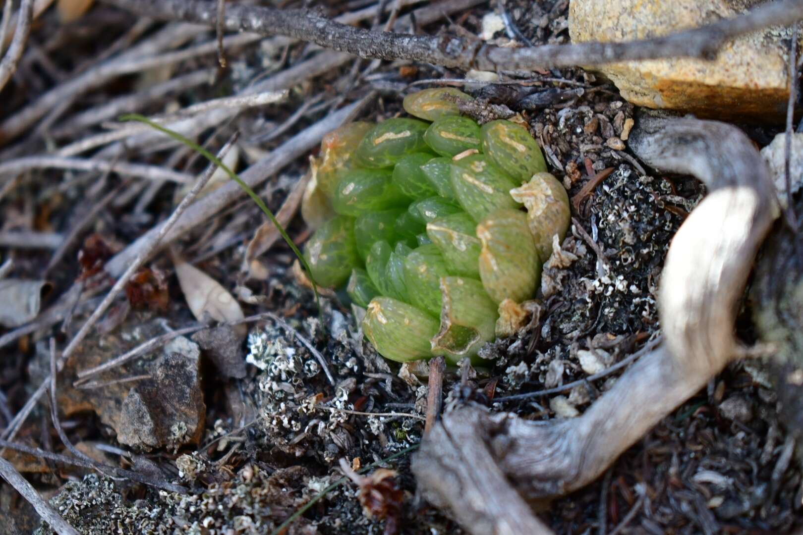 Haworthia transiens (Poelln.) M. Hayashi resmi