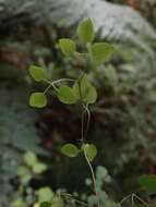 Image of Clematis foetida Raoul