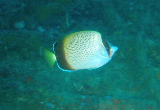 صورة Chaetodon dolosus Ahl 1923