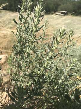 Image of hoary false goldenaster