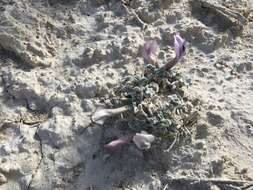 Image of Ash Meadows milkvetch