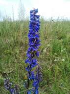 Image of Delphinium retropilosum (Huth) Sambuk