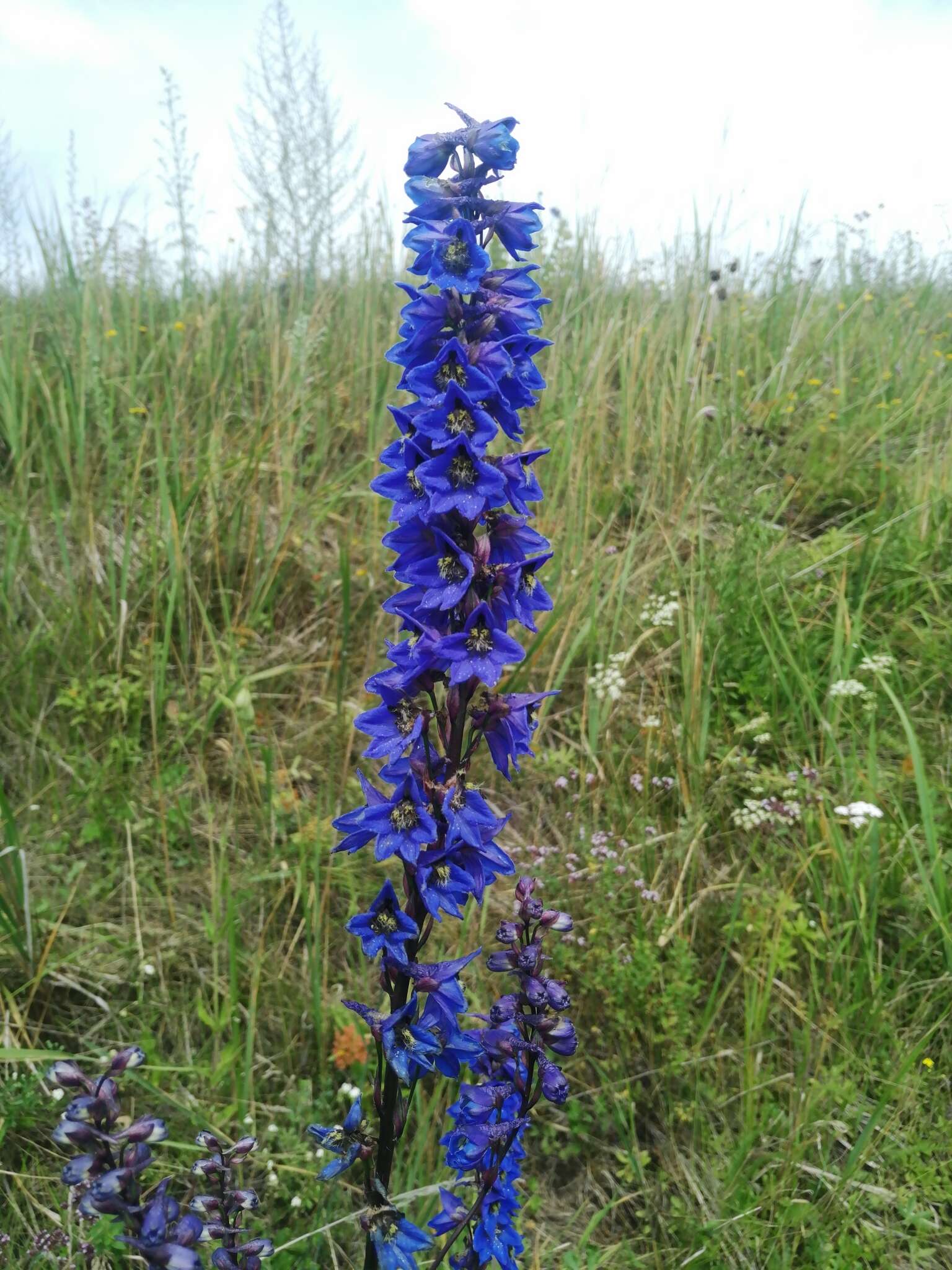 Image of Delphinium retropilosum (Huth) Sambuk