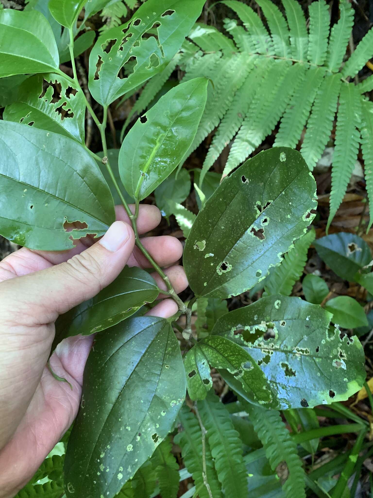 菲律賓朴樹的圖片