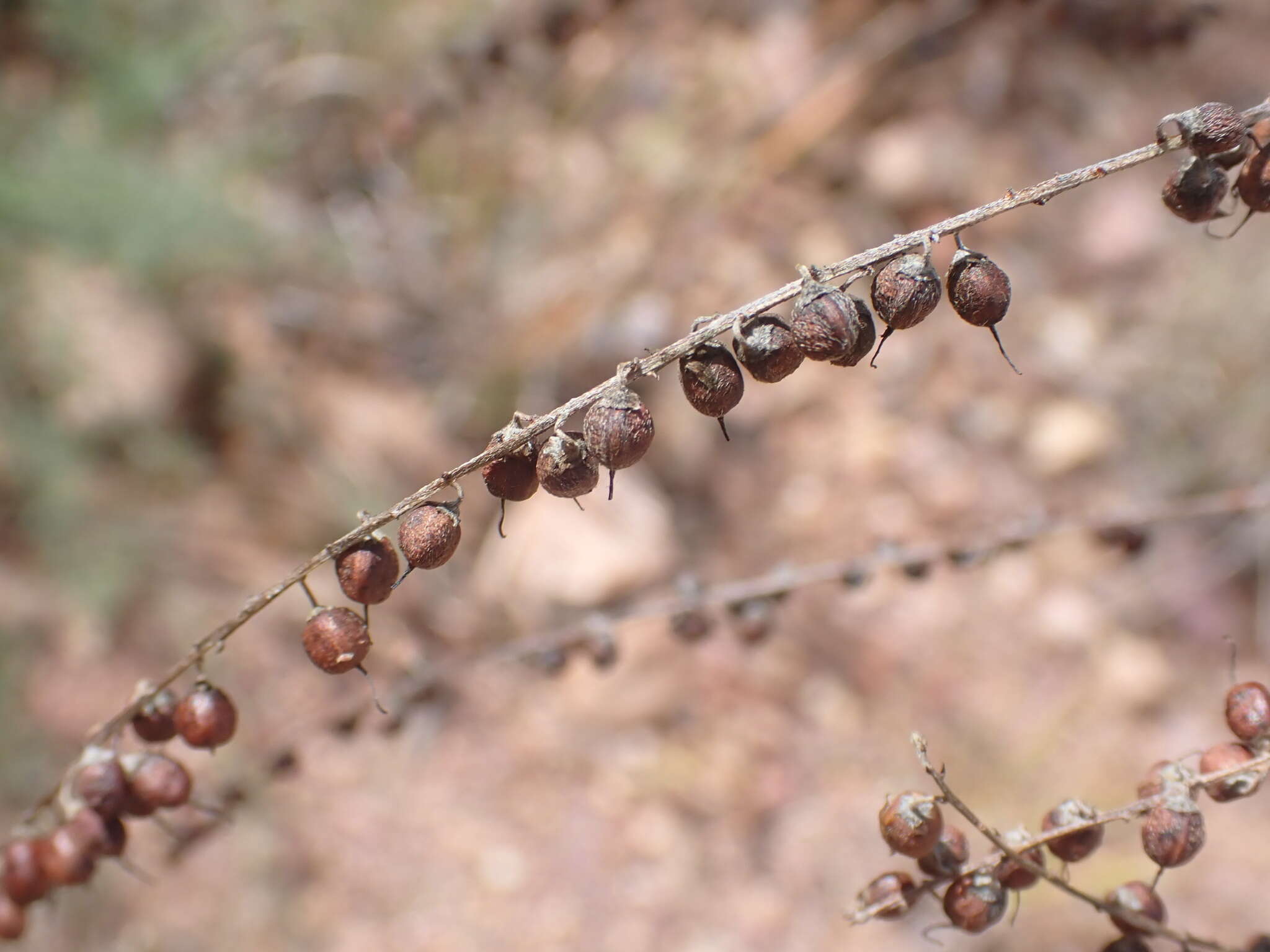 Indigofera sphaerocarpa A. Gray的圖片