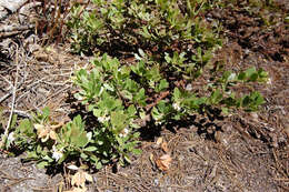 Imagem de Arctostaphylos nevadensis A. Gray