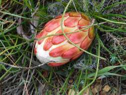 Plancia ëd Protea restionifolia (Salisb. ex Knight) Rycroft