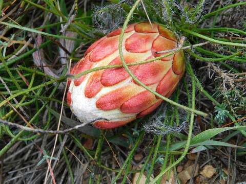 Image of Protea restionifolia (Salisb. ex Knight) Rycroft