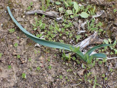 Image of Dianella porracea (R. J. F. Hend.) Horsfall & G. W. Carr