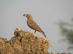 Image of Rufous-tailed Lark