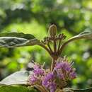 Слика од Callicarpa candicans (Burm. fil.) Hochr.