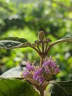 Image of Callicarpa candicans (Burm. fil.) Hochr.