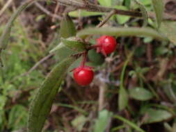 Sivun Ardisia villosa Roxb. kuva