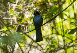 Image of Black-headed Trogon