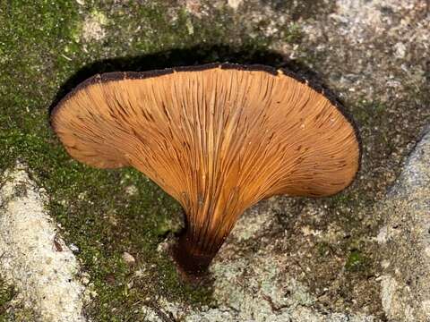 Image of Austropaxillus squarrosus (McNabb) Bresinsky & Jarosch 1999