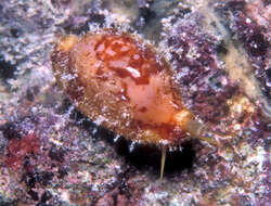 Image of Bistolida stolida kwajaleinensis (P. Martin & Senders 1983)