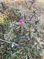 Image of Rhododendron setosum D. Don