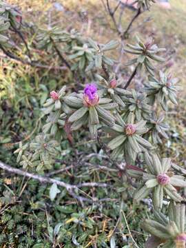 صورة Rhododendron setosum D. Don