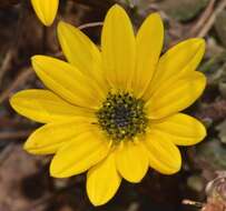 Image of Arctotis rotundifolia Lewin