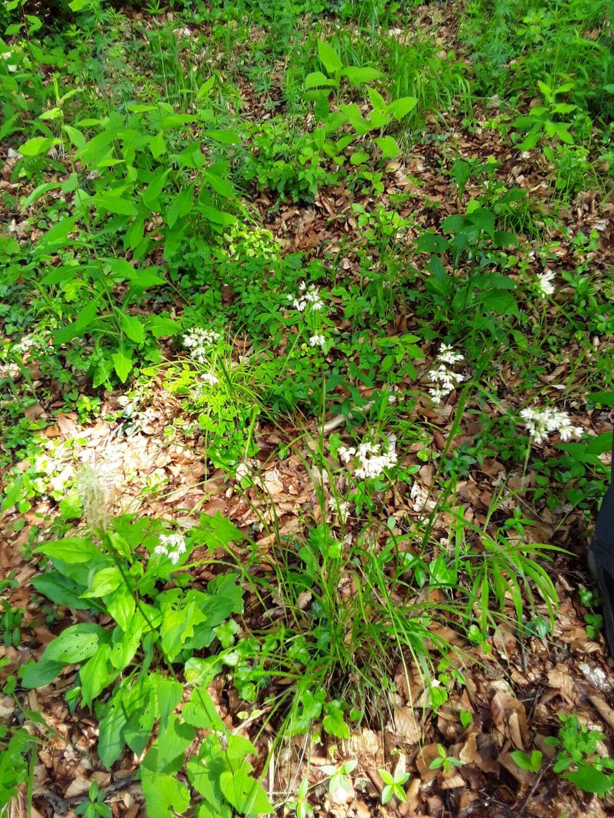 Image of lesser wood-rush