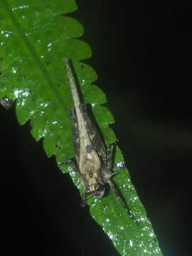 Criotettix bispinosus (Dalman 1818)的圖片