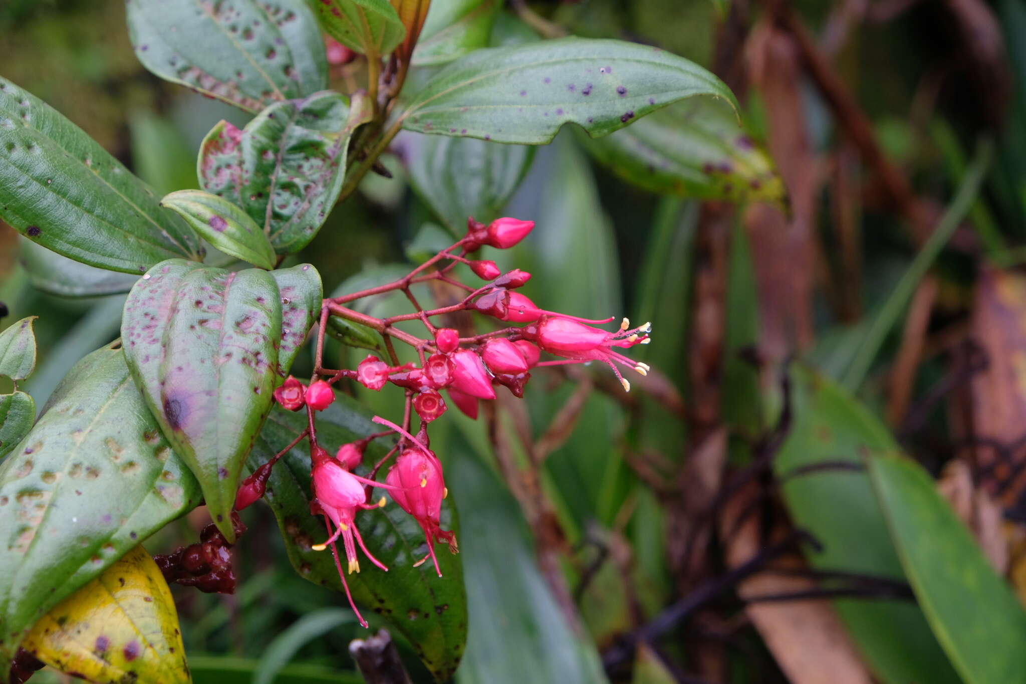 Charianthus coccineus (A. Rich.) D. Don的圖片