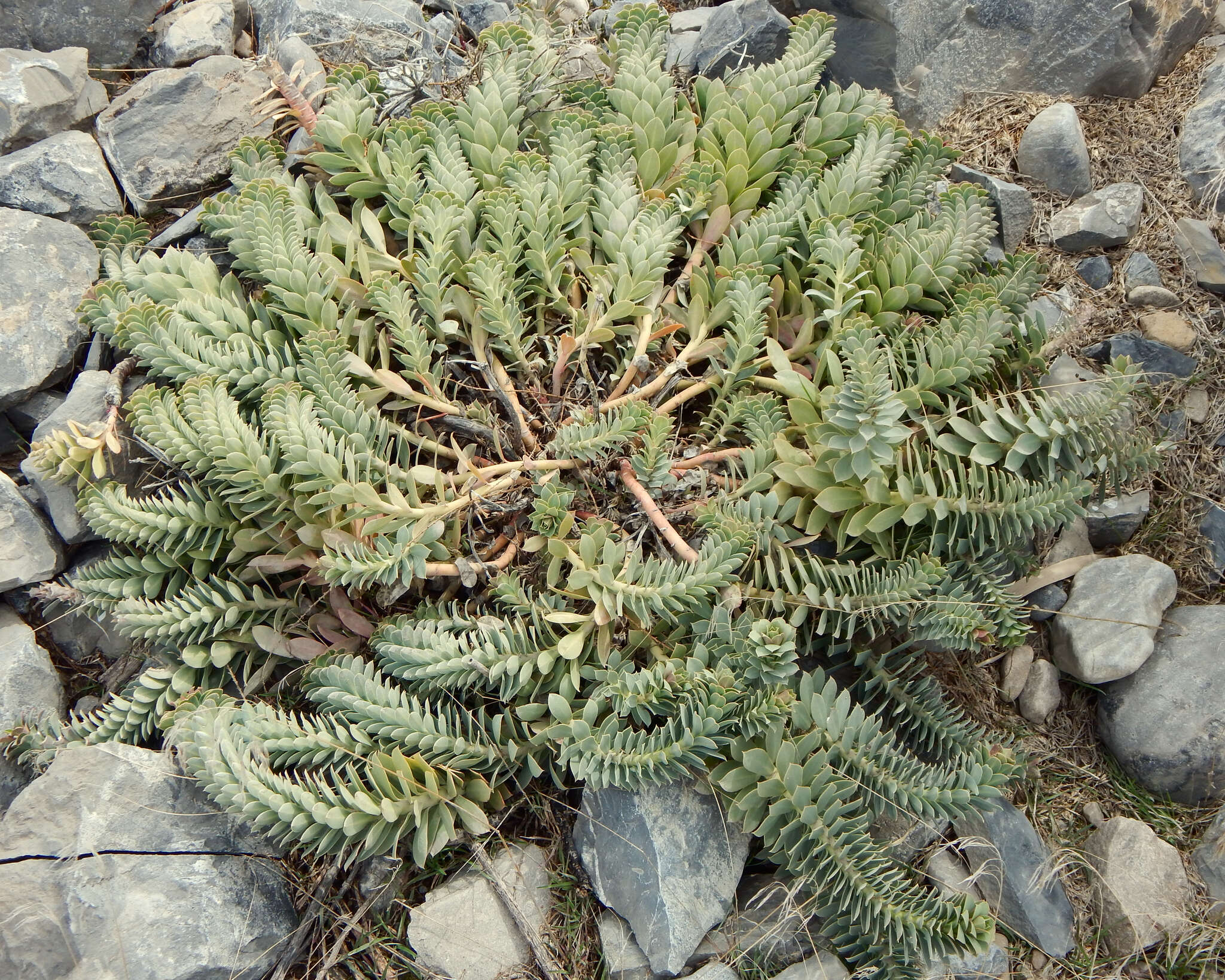 Image of myrtle spurge