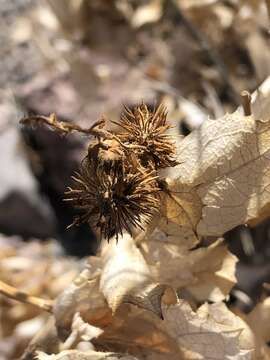 Image of hollyleaf bur ragweed