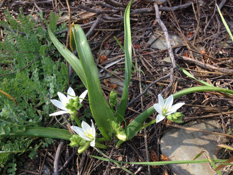 Image de Ornithogalum broteroi M. Laínz